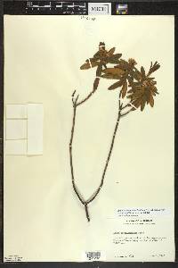 Rhododendron groenlandicum image