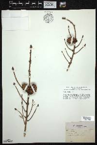 Picea mariana image