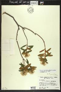 Rhododendron groenlandicum image