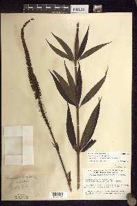 Veronicastrum virginicum image