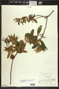 Rhododendron groenlandicum image