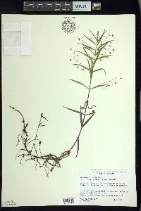 Veronica scutellata image