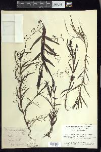 Veronica scutellata image