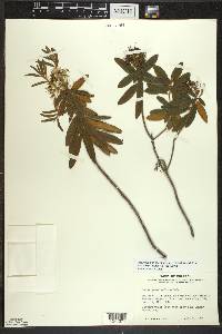 Rhododendron groenlandicum image