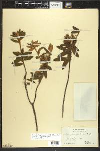 Rhododendron groenlandicum image