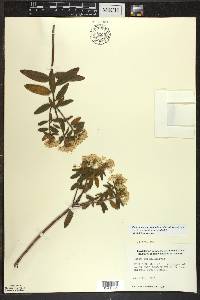 Rhododendron groenlandicum image