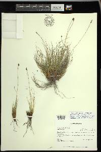 Carex nardina image