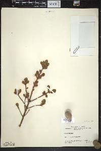 Picea mariana image