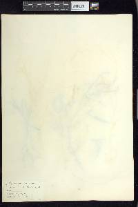 Veronica scutellata image