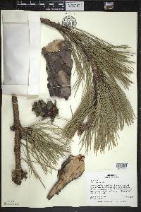 Pinus nigra image