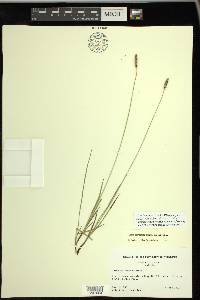 Carex scirpoidea subsp. scirpoidea image