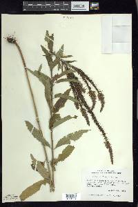 Veronica longifolia image