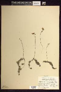 Utricularia intermedia image