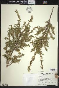 Juniperus communis var. depressa image