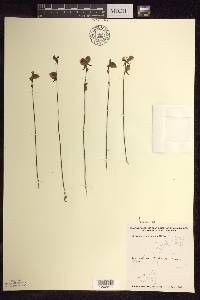 Utricularia cornuta image