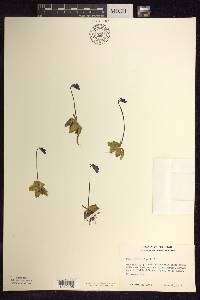 Pinguicula vulgaris image