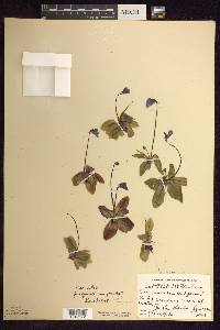 Pinguicula vulgaris image