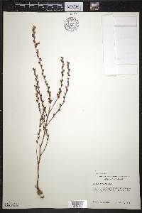 Epifagus virginiana image