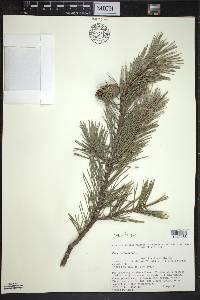 Pinus sylvestris image