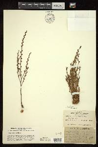 Epifagus virginiana image