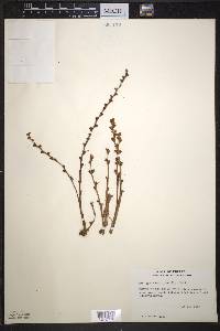 Epifagus virginiana image