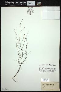 Tsuga canadensis image