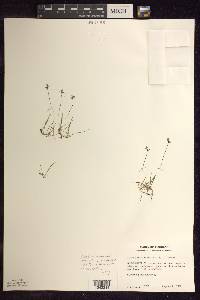 Utricularia resupinata image