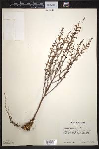 Epifagus virginiana image