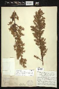 Juniperus communis var. depressa image