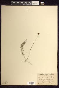 Utricularia intermedia image