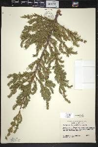 Juniperus communis var. depressa image