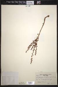 Epifagus virginiana image