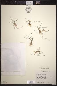 Littorella uniflora image