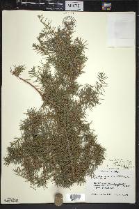 Juniperus communis var. communis image