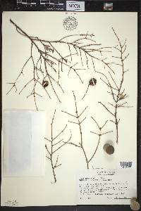 Tsuga canadensis image