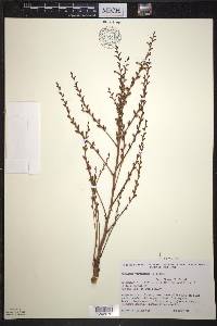 Epifagus virginiana image