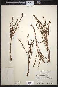 Epifagus virginiana image