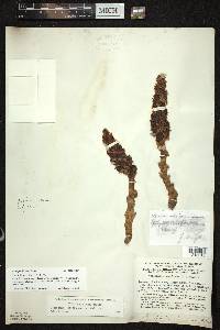 Conopholis americana image