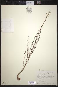 Epifagus virginiana image