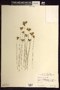 Utricularia cornuta image