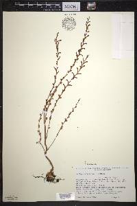 Epifagus virginiana image