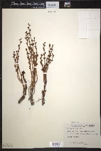 Epifagus virginiana image