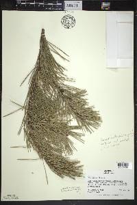 Pinus sylvestris image