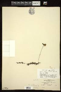 Utricularia intermedia image