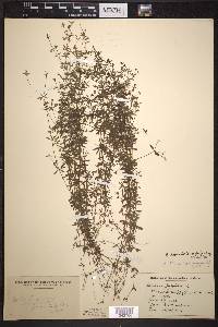 Galium labradoricum image