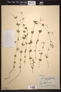 Galium pilosum image