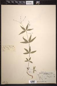 Galium lanceolatum image