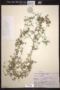 Galium asprellum image