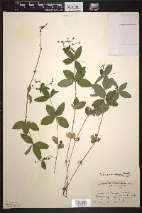 Galium circaezans image