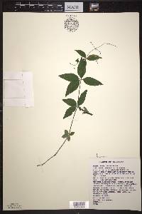 Galium lanceolatum image